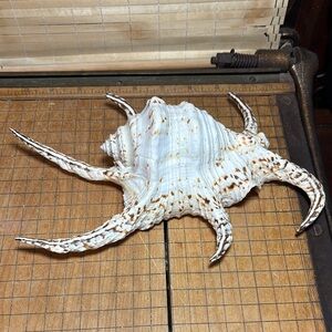 Spider Conch Natural White Brown Shell 10”Lx6.5”Wx2.75”H Beach Bath 11.4oz